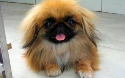 遛狗 嘴套(遛狗戴嘴套有规定吗)