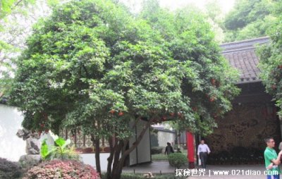 桂花树有什么讲究 排名第一最好的镇宅树
