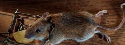 老鼠的尾巴长还是短,老鼠的尾巴是长还是短,马的尾巴