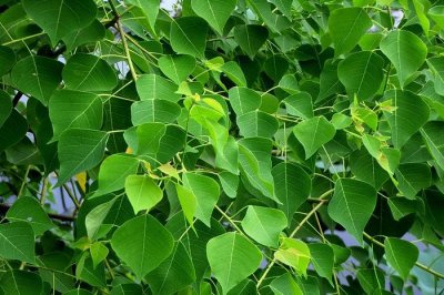 大名鼎鼎的乌桕全身是宝,很少人了解它的用途与价值,是毒蛇克星