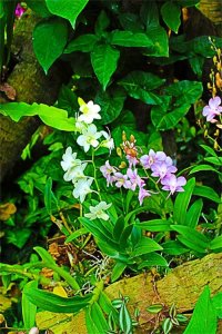 石斛兰的花语象征及代表意义是什么