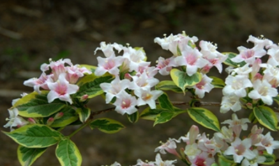 锦带花别称 锦带花生长习性