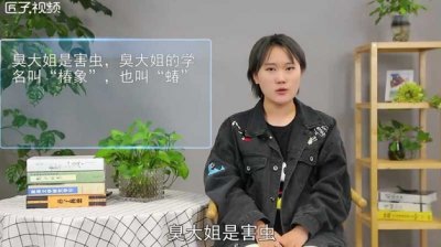 臭大姐是益虫还是害虫