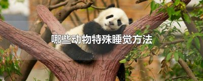 动物睡觉的特殊方法有哪些 还有哪些动物有特殊的睡觉方法?