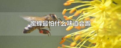 蜜蜂喜欢的味道 香味会吸引蜜蜂吗