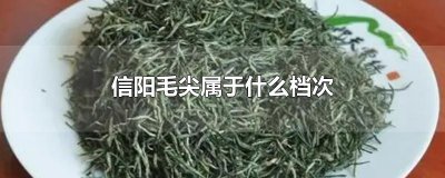 信阳毛尖属于什么档次