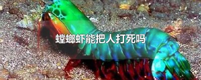 螳螂虾能把人打死吗