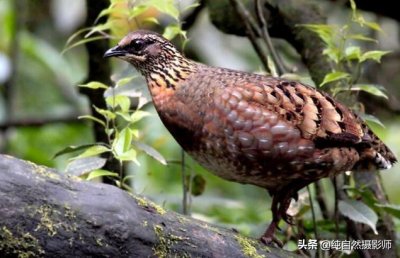 四川山鹧鸪百科知识,中国62种雉科之一