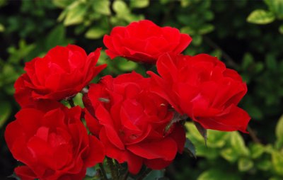 红帽子月季怎么养(喜欢养护月季,就养护红帽子月季花卉,花色鲜艳,花量大,