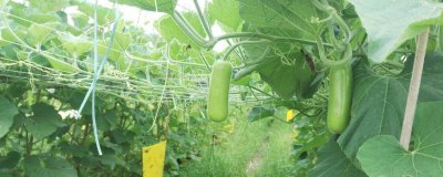 蒲瓜是凉性的还是热性的 蒲瓜是寒性还是热性