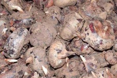 马蹄生长在什么地方