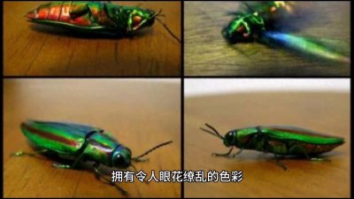 甲虫:宝石金龟