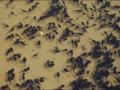 怎么区分青蛙和蟾蜍的蝌蚪