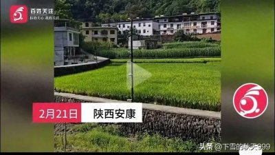 太惨烈!陕西安康老人家中晕倒被猪啃食!知情人讲述血腥一幕