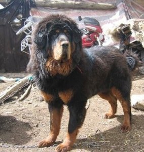 青龙犬:藏獒和蒙古牧羊犬杂交而成的中国第一肉狗品牌