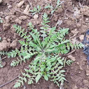 山东兰陵,田间荠菜香,教你认识别挖错了