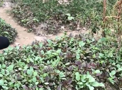 "老鼠屎"这种野菜江西人不会陌生,有多少其他地方的人知道它?