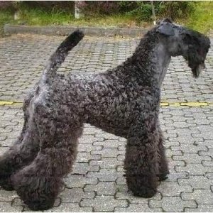 爱尔兰国犬,凯利蓝梗