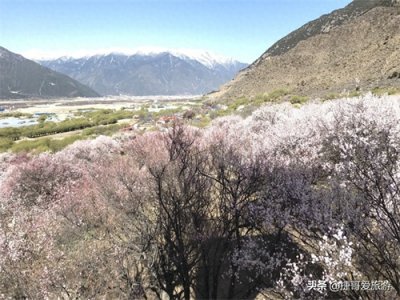 西藏自治区 林芝市 嘎拉桃花村《三生三世十里桃花》取景地