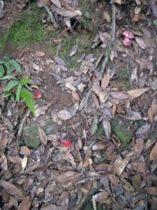 《大山深处的神奇:揭秘野生菌红菇的神秘面纱》