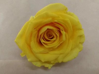 100种玫瑰之34金香玉