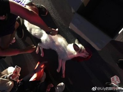 武大“网红”小白狐被撞身亡,学生含泪送别