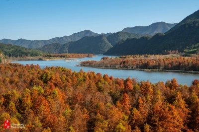 安徽宁国:有一处美丽的红杉林