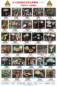 转提醒!别吃!川渝野生毒蘑菇图鉴