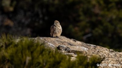 小型猛禽红隼,凶猛霸气