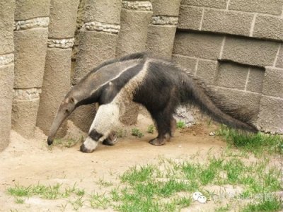 大食蚁兽原来长得这么怪