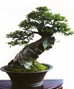 盆景欣赏第十五期之榆树