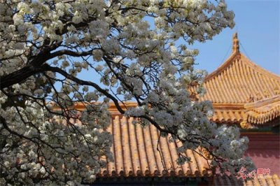 北京:故宫承乾宫梨花飘香惹人醉