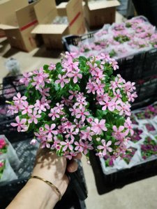 微型长春花,昨天拍的,都被它惊艳到了,太美了