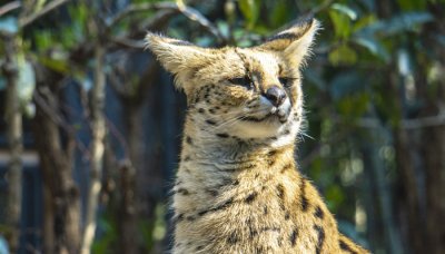 豹猫是不是保护动物